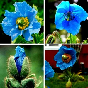Himalayan Blue Poppy Seeds (Meconopsis) - Perennial Flowering for Home Garden - Image 1