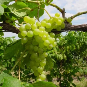 Himrod Seedless Grape Vine - 1 Bare Root Live Plant - Table Grapes - Image 1
