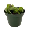 Hindu Rope Hoya Plant - Live Indoor Plant - Exotic & Easy Care - 4 inch Pot - Image 1