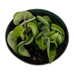 Hindu Rope Hoya Plant - Live Indoor Plant - Exotic & Easy Care - 4 inch Pot - Image 2