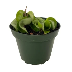 Hindu Rope Hoya Plant - Live Indoor Plant - Exotic & Easy Care - 4 inch Pot - Image 1