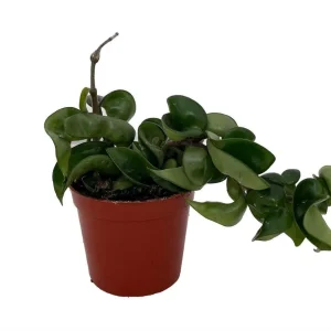 Hindu Rope Hoya Plant - Live Indoor Plant - Exotic & Easy Care - 4 inch Pot - Image 4
