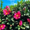 Hiryu Camellia Sasanqua Live Plant - 3.5 inch pot, Fall Blooming Shrub Outdoor - Image 1