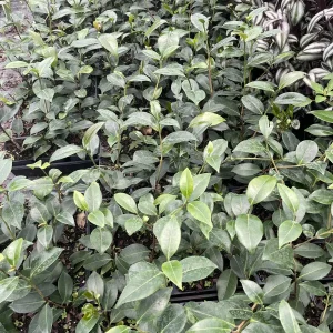 Hiryu Camellia Sasanqua Live Plant - 3.5 inch pot, Fall Blooming Shrub Outdoor - Image 4