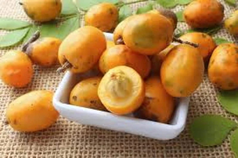 Hog Plum Live Plant - Spondias pinnata Tropical Fruit Tree - 1 Gallon Pot - Image 3