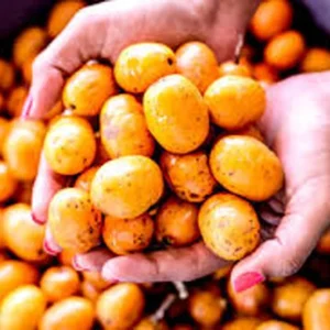 Hog Plum Live Plant - Spondias pinnata Tropical Fruit Tree - 1 Gallon Pot - Image 4