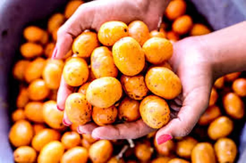 Hog Plum Live Plant - Spondias pinnata Tropical Fruit Tree - 1 Gallon Pot - Image 4