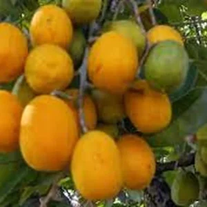 Hog Plum Live Plant - Spondias pinnata Tropical Fruit Tree - 1 Gallon Pot - Image 5