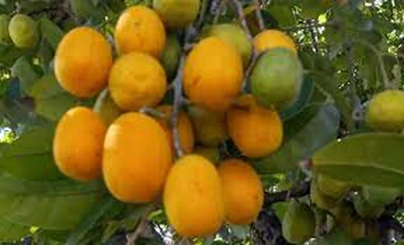 Hog Plum Live Plant - Spondias pinnata Tropical Fruit Tree - 1 Gallon Pot - Image 5