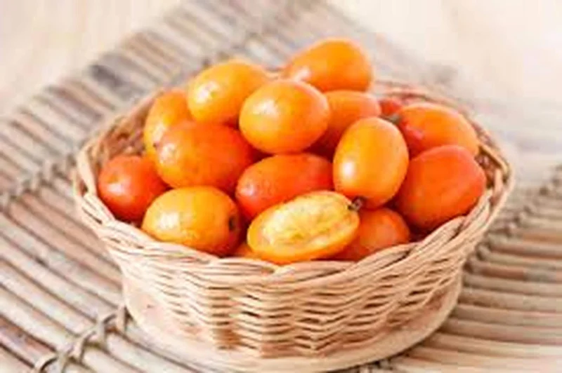 Hog Plum Live Plant - Spondias pinnata Tropical Fruit Tree - 1 Gallon Pot - Image 1
