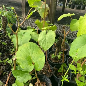 Hoja Santa Root Beer Live Plant - Piper auritum - 12