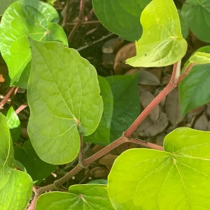 Hoja Santa Root Beer Live Plant - Piper auritum - 12