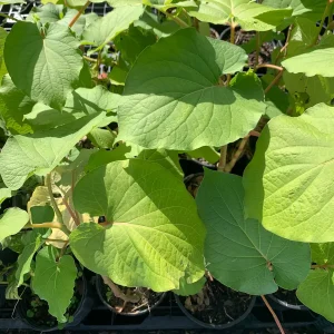 Hoja Santa Root Beer Live Plant - Piper auritum - 12