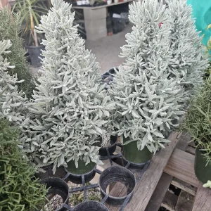 Holiday Lavender Tree - 4in Pot Live Plant - Fragrant Indoor/Outdoor Decor - Image 2