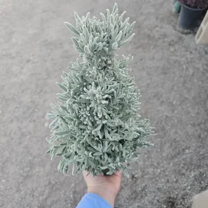 Holiday Lavender Tree - 4in Pot Live Plant - Fragrant Indoor/Outdoor Decor - Image 3