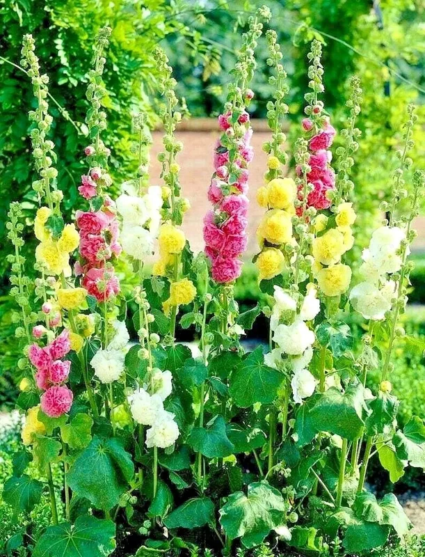 Hollyhock Autumn Mix Flower Seeds - 200+ Seeds for Pollinators, Full Sun, Outdoor - Image 3