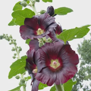 Hollyhock Live Plant - Tall Alcea Rosea Flower in 2.25