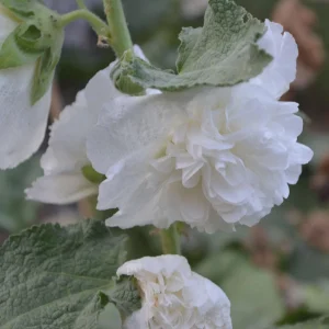 Hollyhock Live Plant - Tall Alcea Rosea Flower in 2.25