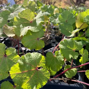 Hollyhock Live Plant - Tall Alcea Rosea Flower in 2.25