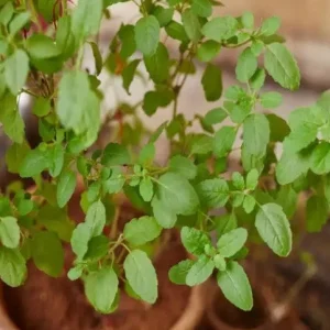 Holy Basil Live Plant - Rama Tulasi (Ocimum tenuiflorum) - 6-10 inch tall - Image 2