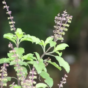 Holy Basil Live Plant - Rama Tulasi (Ocimum tenuiflorum) - 6-10 inch tall - Image 3