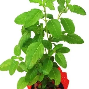 Holy Basil Live Plant - Rama Tulasi (Ocimum tenuiflorum) - 6-10 inch tall - Image 4