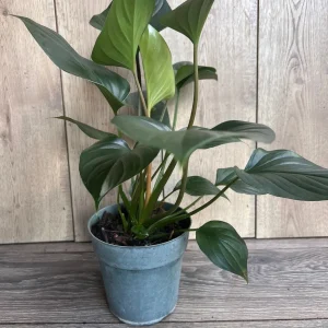 Homalomena Emerald Gem Live Plant - 6 inch Potted Houseplant, Indoor - Image 2