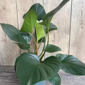 Homalomena Emerald Gem Live Plant - 6 inch Potted Houseplant, Indoor - Image 3