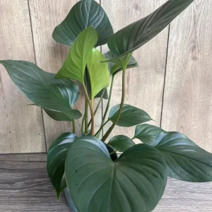 Homalomena Emerald Gem Live Plant - 6 inch Potted Houseplant, Indoor - Image 1