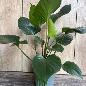 Homalomena Emerald Gem Live Plant - 6 inch Potted Houseplant, Indoor - Image 4