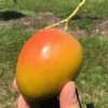Honey Kiss Mango Live Tree - Grafted, 2-4 ft Tall, Fast Fruiting, Tropical - Image 1