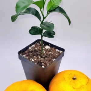 Honey Tangerine Live Plant - Sweet Citrus Starter Tree 3-5 inches Tall - Indoor/Outdoor - Image 4