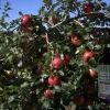 Honeycrisp Apple Tree Bareroot - 2-3 ft Tall - Cold Hardy Fruit Tree - Image 1