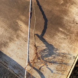 Honeycrisp, Pink Lady, Mutsu Apple Trees Bare Root 2-3 ft Tall - Fruit Plant - Image 3