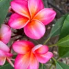 Honeymoon Plumeria Live Plant Unrooted Cutting 10-12 inch - Tropical, Fragrant - Image 1