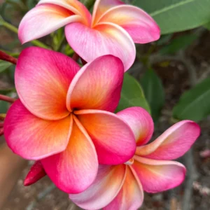 Honeymoon Plumeria Live Plant Unrooted Cutting 10-12 inch - Tropical, Fragrant - Image 2