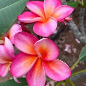 Honeymoon Plumeria Live Plant Unrooted Cutting 10-12 inch - Tropical, Fragrant - Image 3