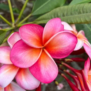 Honeymoon Plumeria Live Plant Unrooted Cutting 10-12 inch - Tropical, Fragrant - Image 4