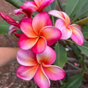 Honeymoon Plumeria Live Plant Unrooted Cutting 10-12 inch - Tropical, Fragrant - Image 6