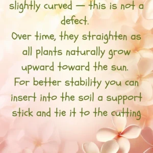 Honeymoon Plumeria Live Plant Unrooted Cutting 10-12 inch - Tropical, Fragrant - Image 8