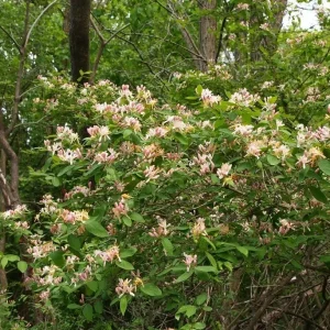 Honeysuckle Bush Unrooted Cuttings - 10 Count, 6-12 Inches, Perennial Flower - Image 4