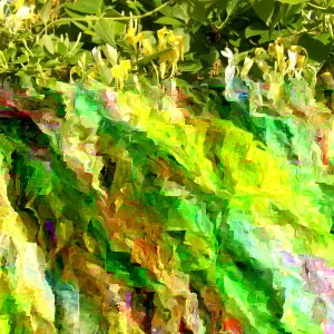 Honeysuckle Bush Unrooted Cuttings - 10 Count, 6-12 Inches, Perennial Flower - Image 5