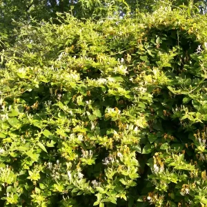 Honeysuckle Vine Live Starter Plant - 6+ Inches, Fragrant Perennial - Image 3