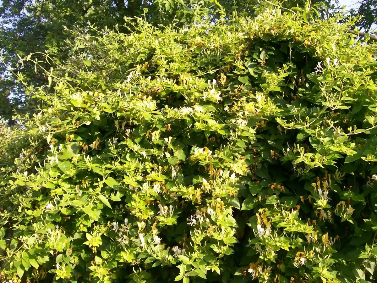 Honeysuckle Vine Live Starter Plant - 6+ Inches, Fragrant Perennial - Image 3