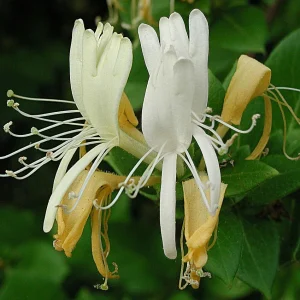 Honeysuckle Vine Live Starter Plant - 6+ Inches, Fragrant Perennial - Image 4