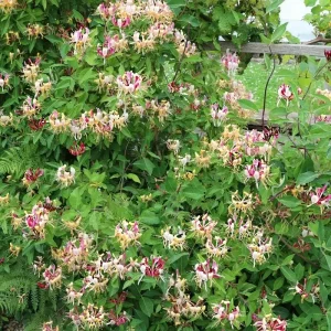 Honeysuckle Vine Live Starter Plant - 6+ Inches, Fragrant Perennial - Image 5