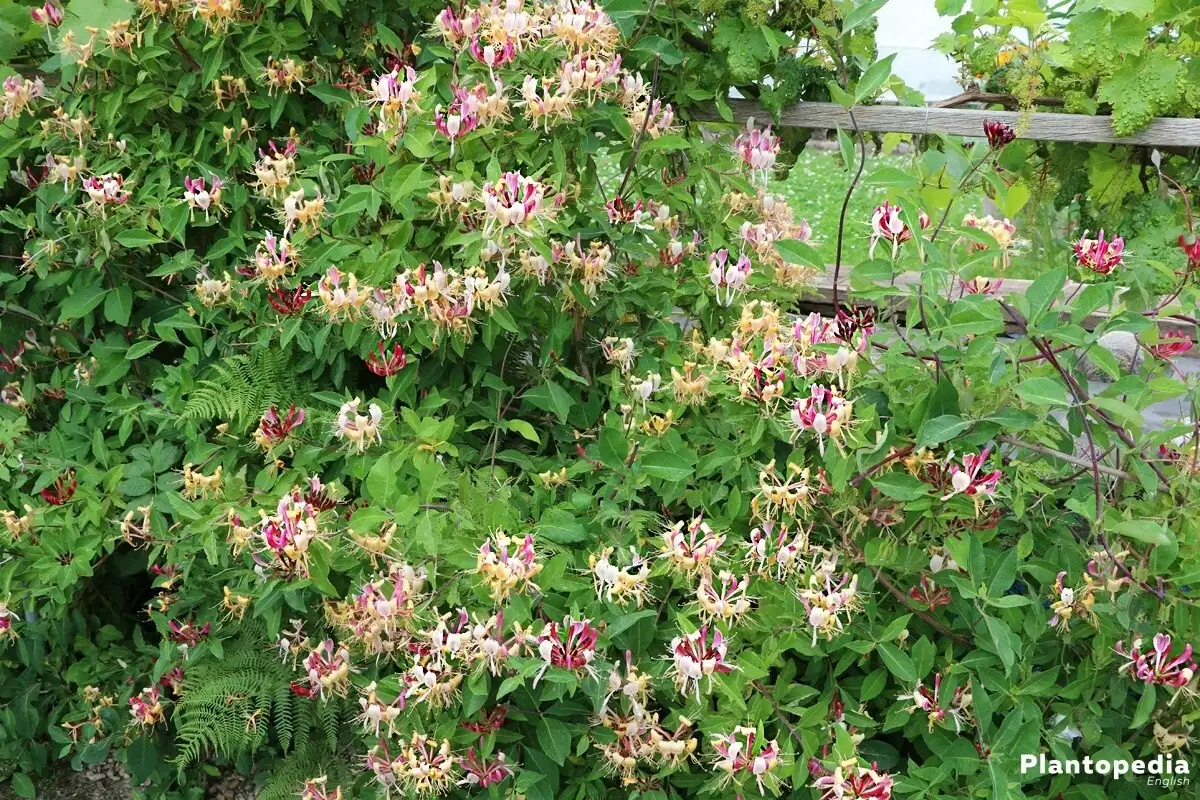 Honeysuckle Vine Live Starter Plant - 6+ Inches, Fragrant Perennial - Image 5