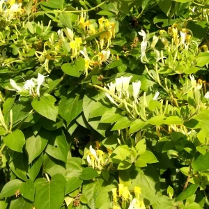 Honeysuckle Vine Live Starter Plant - 6+ Inches, Fragrant Perennial - Image 6