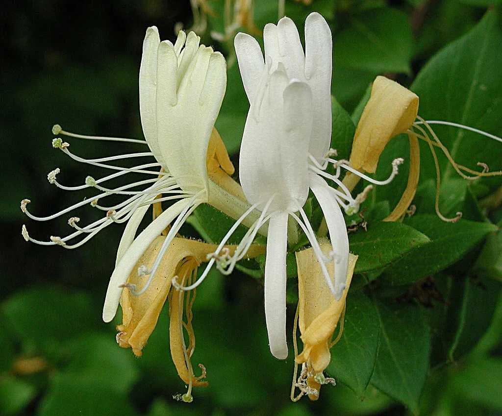 Honeysuckle Vine Live Starter Plant - 6+ Inches, Fragrant Perennial - Image 1