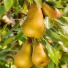 Hood Pear Tree - Live Plant - 4 Feet Tall - 3 Gallon Pot - Outdoor Fruit Tree - Image 1